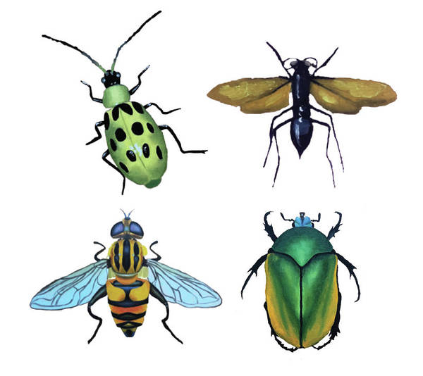 Insects - Art Print