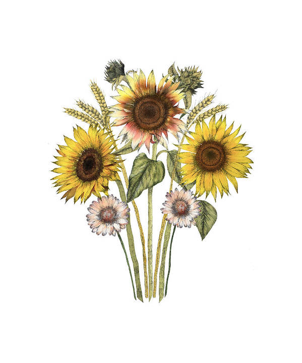 Sunflower Fields - Art Print